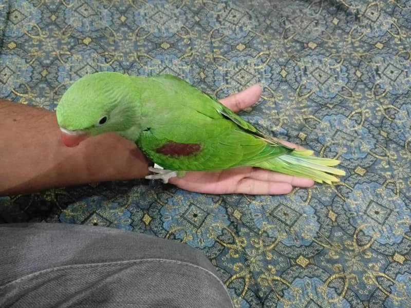 sun conour chicks/ raw chicks 11