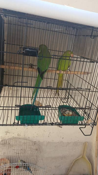 green  ringneck parrots for sale