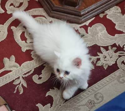 Persian kitten Cat,