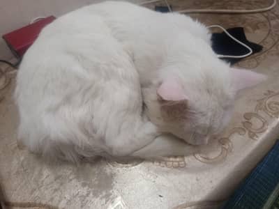 Persian cat