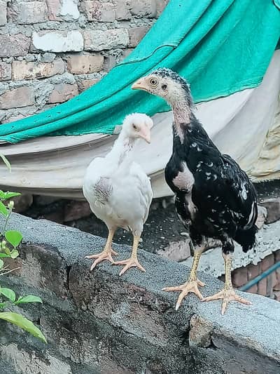 معیاری میانوالی اصیل چوزے لاثانی بلیک  اور جاوا ساوا مرغے برائے فروخت