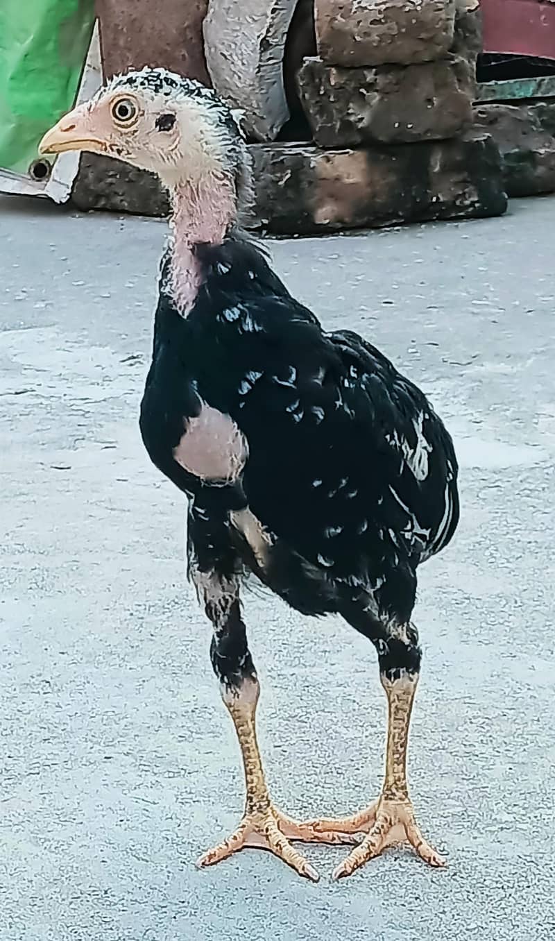 معیاری میانوالی اصیل چوزے لاثانی بلیک  اور جاوا ساوا مرغے برائے فروخت 1