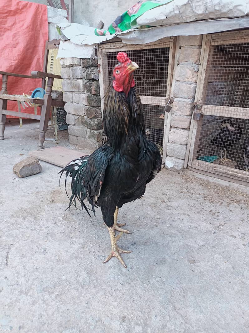 معیاری میانوالی اصیل چوزے لاثانی بلیک  اور جاوا ساوا مرغے برائے فروخت 5