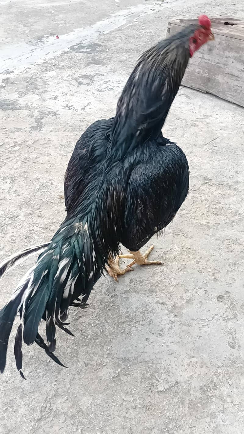 معیاری میانوالی اصیل چوزے لاثانی بلیک  اور جاوا ساوا مرغے برائے فروخت 6