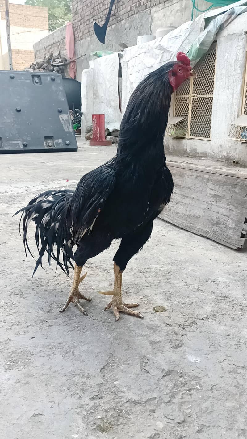 معیاری میانوالی اصیل چوزے لاثانی بلیک  اور جاوا ساوا مرغے برائے فروخت 7