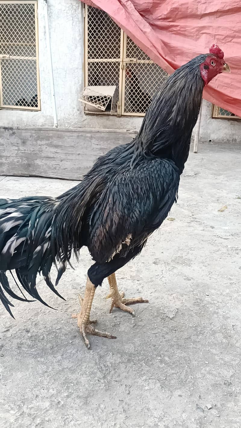 معیاری میانوالی اصیل چوزے لاثانی بلیک  اور جاوا ساوا مرغے برائے فروخت 8