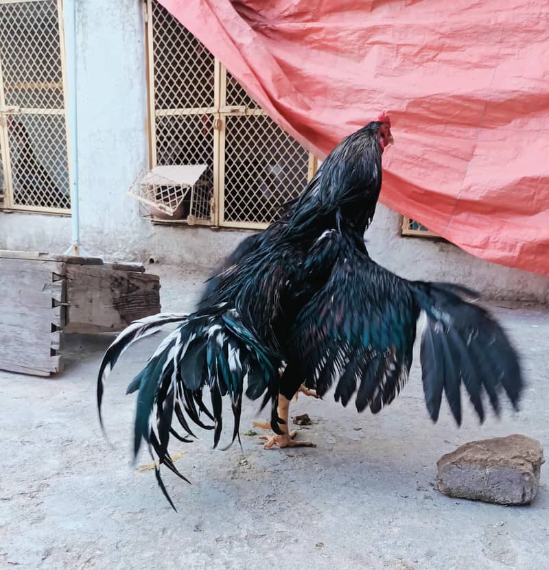 معیاری میانوالی اصیل چوزے لاثانی بلیک  اور جاوا ساوا مرغے برائے فروخت 10