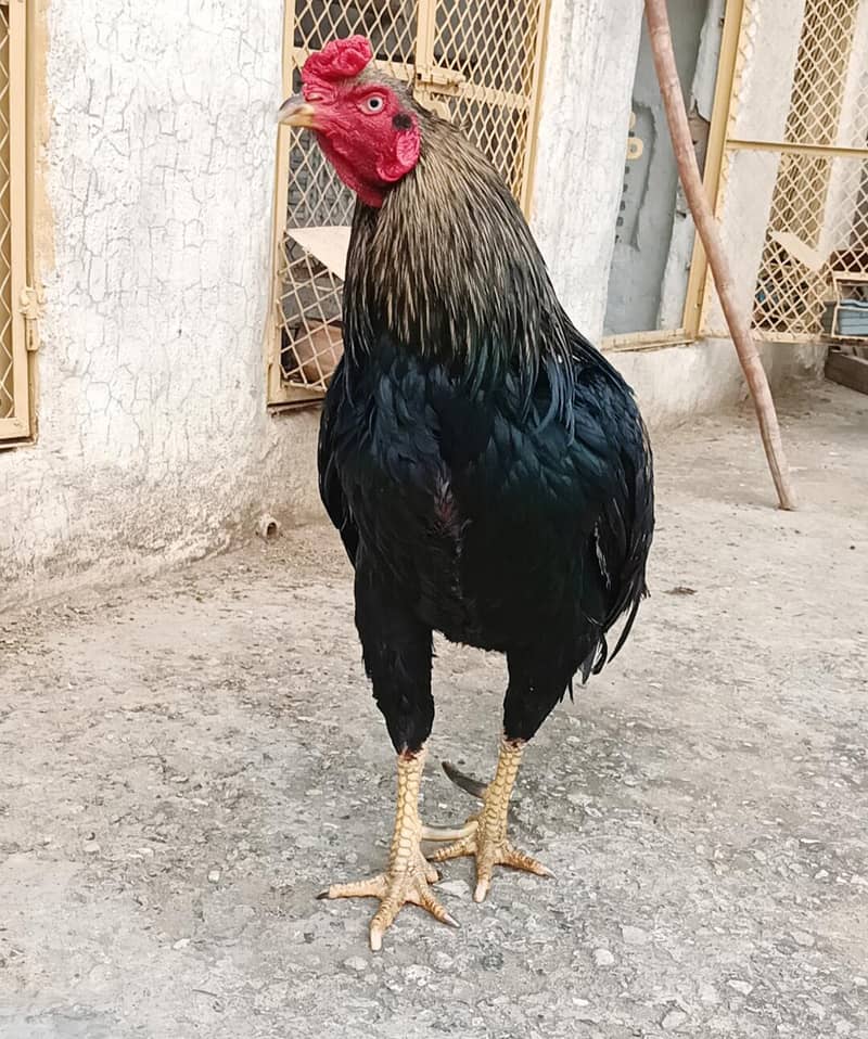 معیاری میانوالی اصیل چوزے لاثانی بلیک  اور جاوا ساوا مرغے برائے فروخت 11