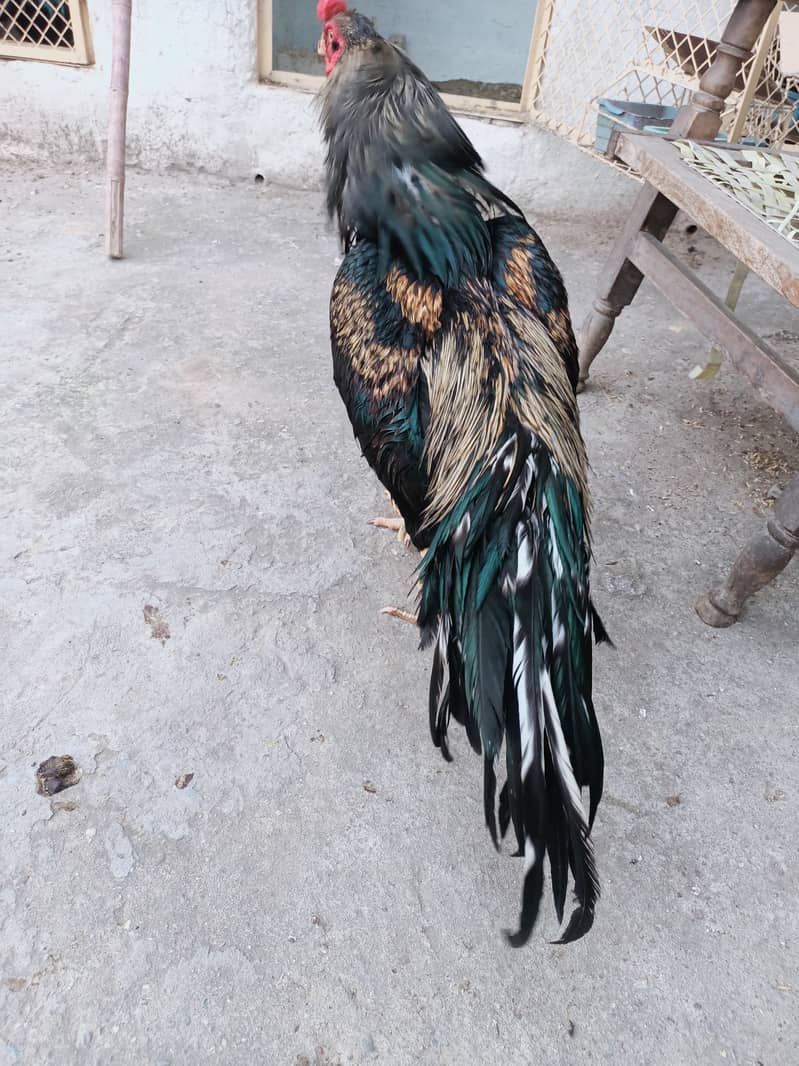 معیاری میانوالی اصیل چوزے لاثانی بلیک  اور جاوا ساوا مرغے برائے فروخت 14