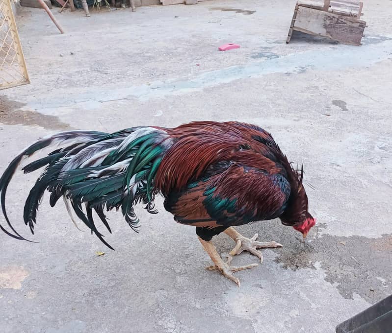 معیاری میانوالی اصیل چوزے لاثانی بلیک  اور جاوا ساوا مرغے برائے فروخت 15