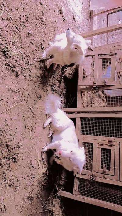 russian dog  2 female  1 male