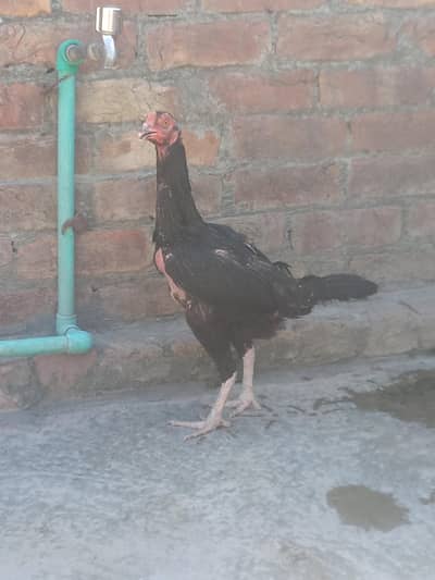 2 aseel cross 1 desi hen for sale 03364142764
