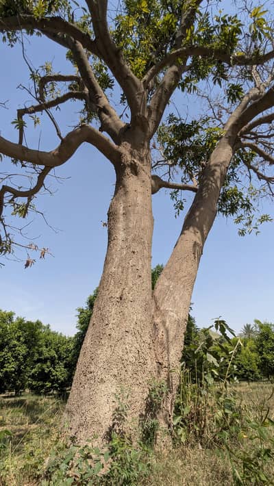 furniture k Ley bhetreen darkht hai