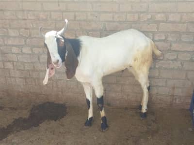 bakra for sale