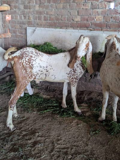 Makki cheni, Rajan puri, Desi bakry for sale