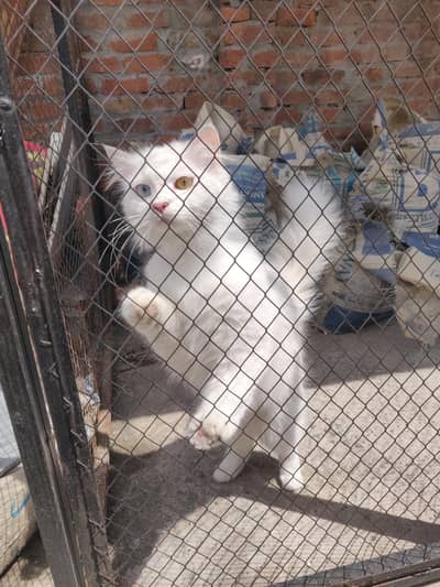 old eyes Persian female cat for sale in Sufi city Mandi bahauddin