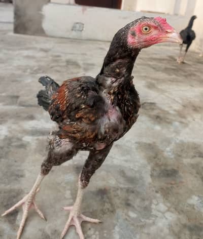 aseel bacho ka pair for sale