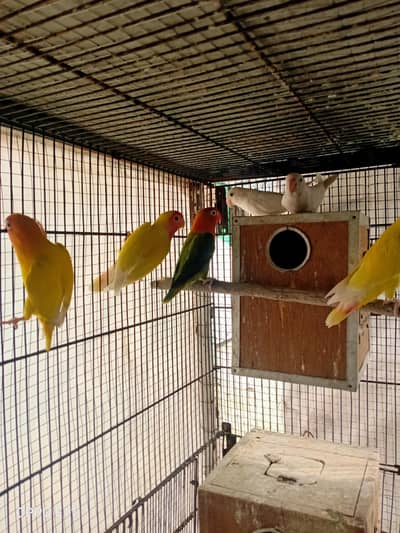 breeder pairs comfirm