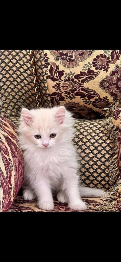 Persian Pure white Male/ Female Both available