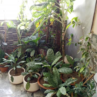 PLANTS WITH POTS