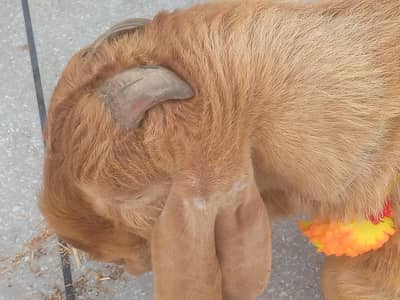 best Bakra for breeding and qurbani