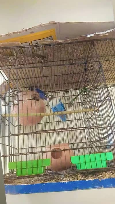 breeding pair oflove birthday blue mask