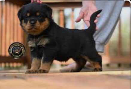 Rottweiler puppies high quality show glass puppies