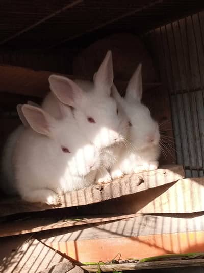 Rabbit pairs and babies for sale
