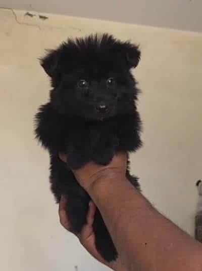 German Shepherd | Black n tan German Shepherd | gsd dog / puppy