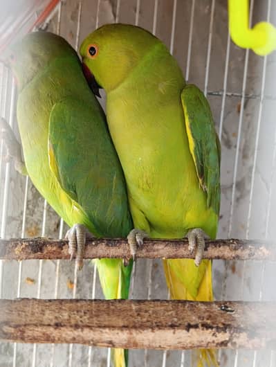 Parrots for sale