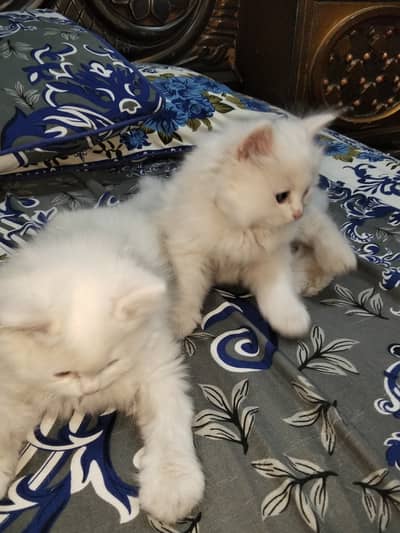 Paire of triple coat Persian cats