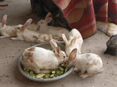 Rabbits | Khargosh  for sale