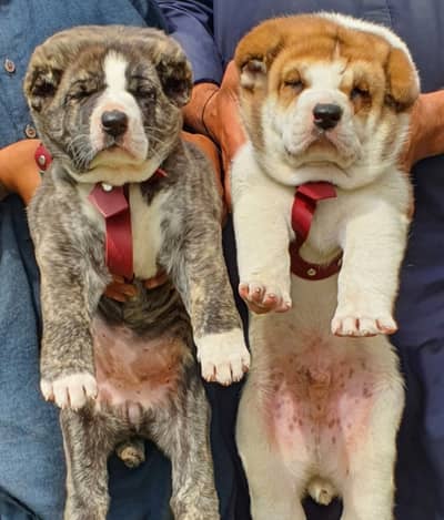 Alabai | King alabai | alabai puppies pair | alabai dog for sale