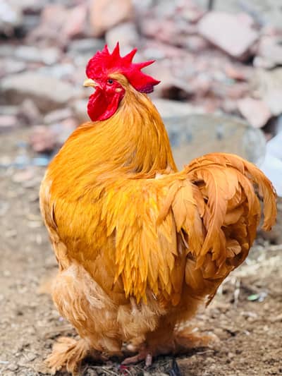 Young Golden Buff Breeder Male