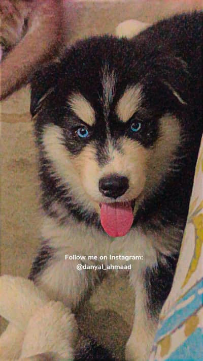 saiberian husky