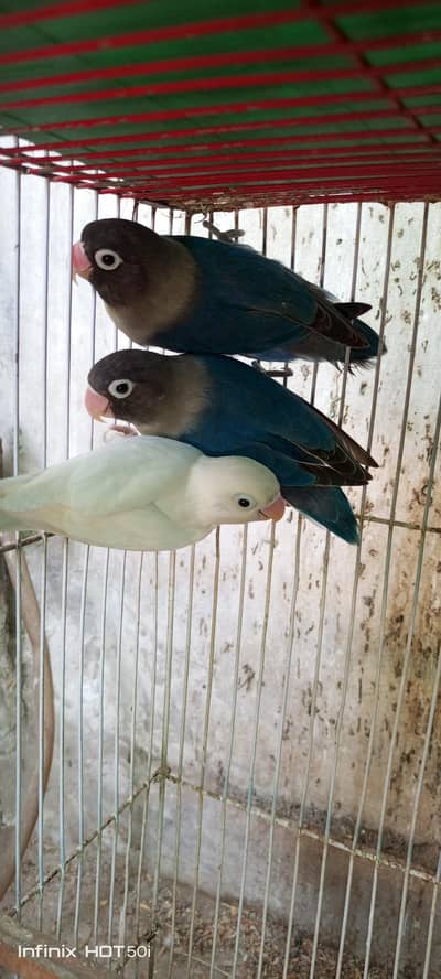 Blue Pasnata Breeder Pair