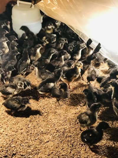 Australop chicks available full vaccination chicks