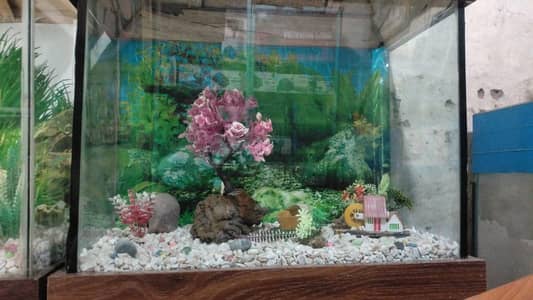 fish Aquarium