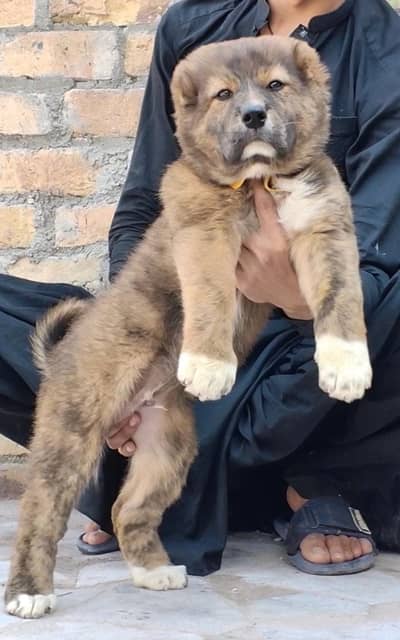 kangal | Turkish kangal | kurdish kangal | kangal dog | kangal puppy