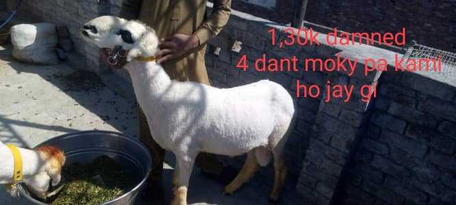 pure Kajla | Mundra | Desi chahra | Qurbani 2026 | بکرا |
