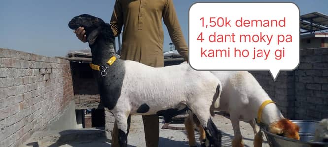 pure Kajla | Mundra | Desi chahra | Qurbani 2026 | بکرا |