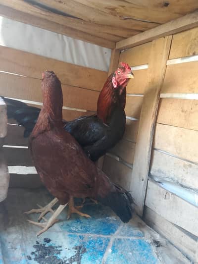Breeding Pair of Hens for Sale – 1 Year Old