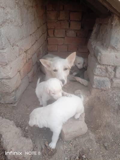 Pembroke Welsh corgi puppies for sale