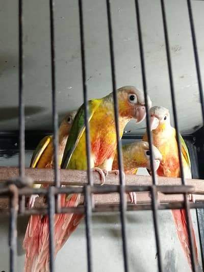 high red pineapple conure for sell