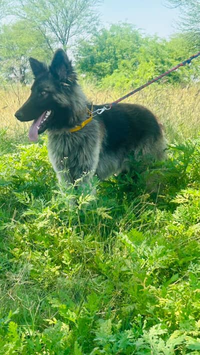 German Shepherd Dog | Long Coat German Shepherd | GSD | Dog For Sale