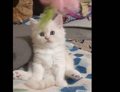 Persian kittens/triple coat/male/female kittens