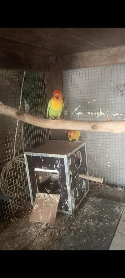 breeder pair with chick