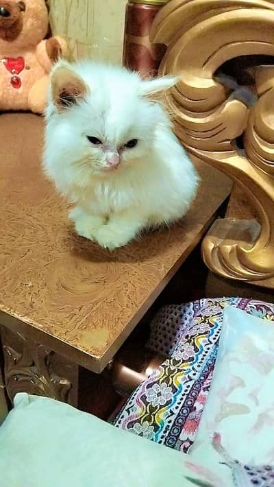 White female Persian