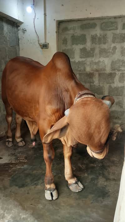 *Bachra | Cholistani |  2 Dant  | Desi bachre |Qurbani ke janwar*