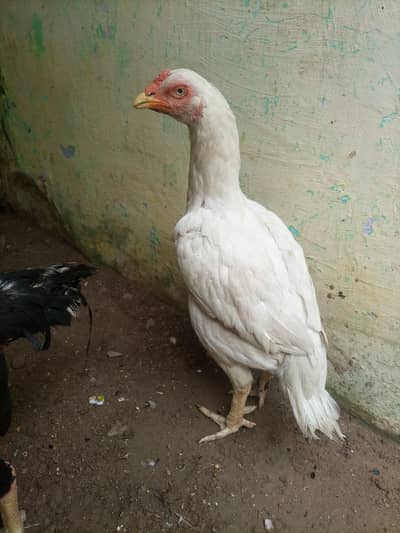 one. eyes heri egg ki garanti